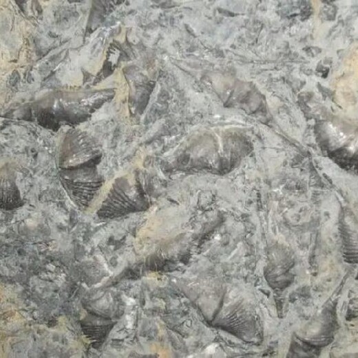 三叶虫化石标准尺寸,化石交易
