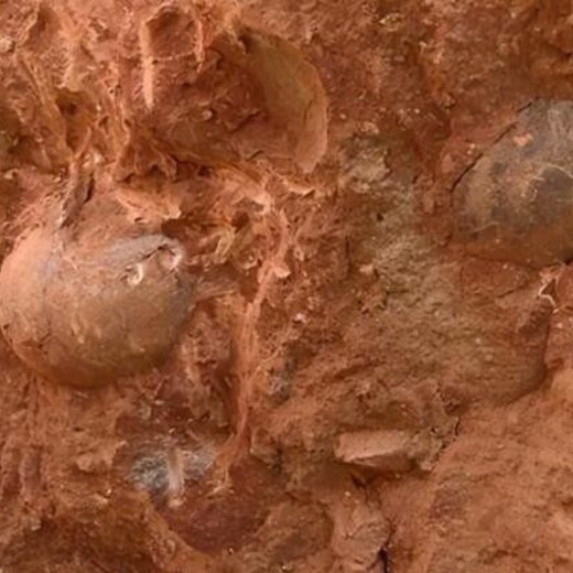 象牙化石