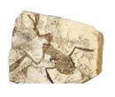 古生物化石私人老板收购化石鉴定拍卖图片