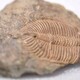 海洋生物化石鉴定图