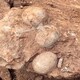 象牙化石怎么交易图