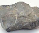 树化石拍卖价格化石鉴定拍卖图片