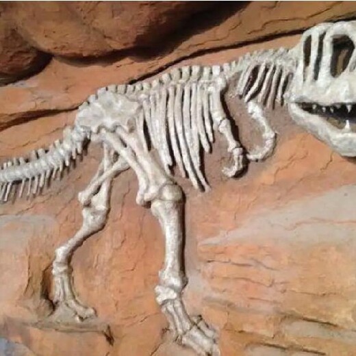 恐龙蛋化石直接收购,化石收购
