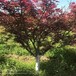 苏伟花木场15公分红枫叶色鲜红姿态美移植苗易成活