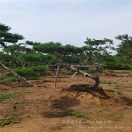 惠农农业4米高造型景松出售规格齐全园林市政绿化树苗