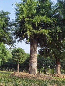 杭州出售80公分皂角树成活率怎么样