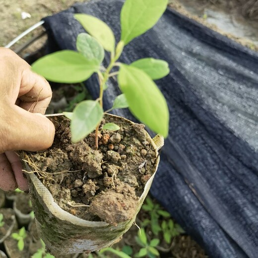 福新苗圃檫木杯苗，檫木苗，檫树容器苗,嘉兴桐乡市定制檫木袋苗报价