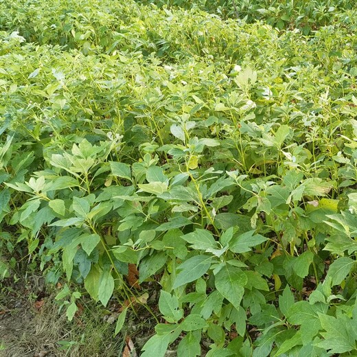 芜湖芜湖县生产檫木袋苗报价及图片,檫木杯苗，檫木苗，檫树容器苗