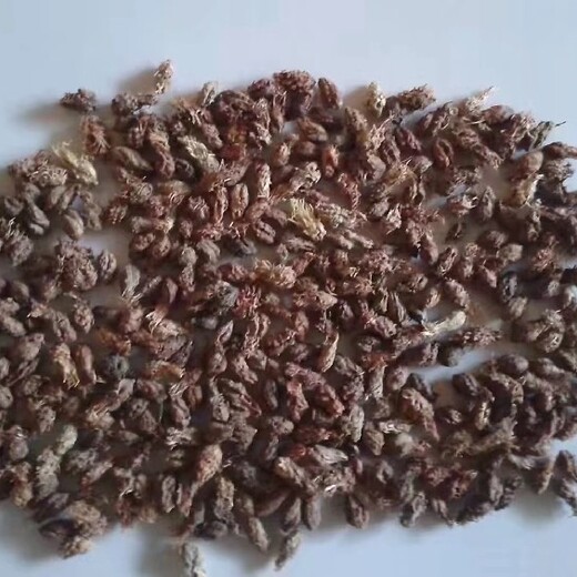 天水沙枣种子多少钱一公斤