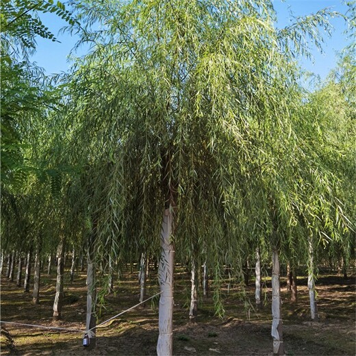 世泽园林绦柳,甘肃平凉垂柳树
