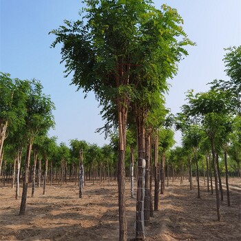 17公分香花槐供应,质量优良