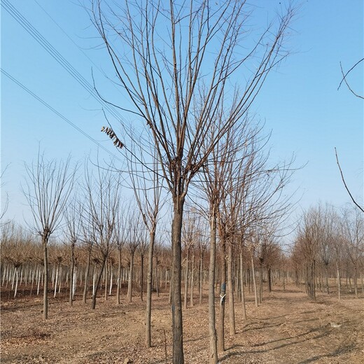 贵州黔西南香花槐批发,规格全