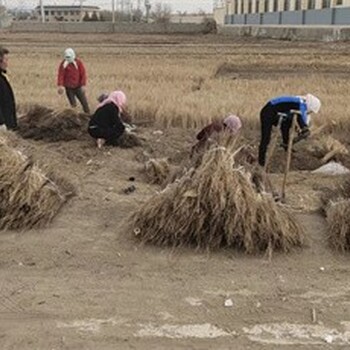 石河子梭梭苗种植基地