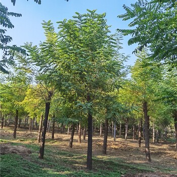 江西抚州刺槐基地,白花刺槐