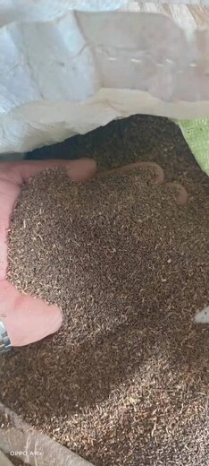 兰州沙蒿种子多少钱一公斤