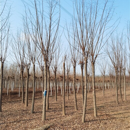 7公分红花刺槐基地