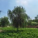 河南鹤壁柳树基地,垂柳树产品图