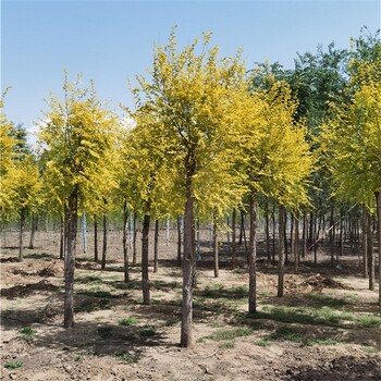 8公分金葉榆批發(fā),美人榆