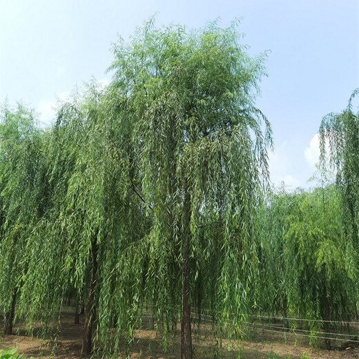 南京供应柳树