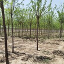 6公分刺槐價格,刺槐樹
