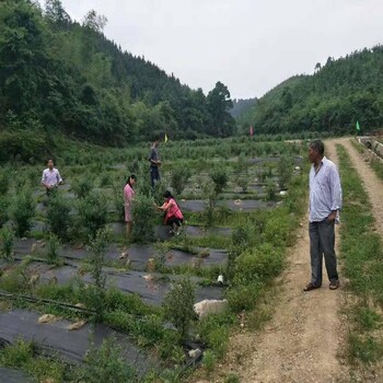 切片防草布每平方价格,园艺地布防草布