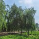 上海柳树图