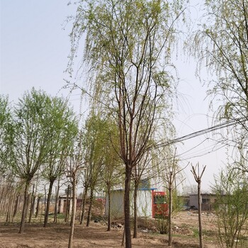 世泽园林金丝垂柳树,新疆五家渠柳树商家