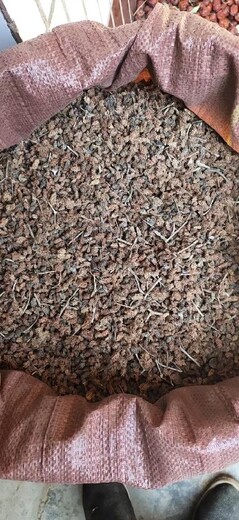 哈密沙枣种子种植批发