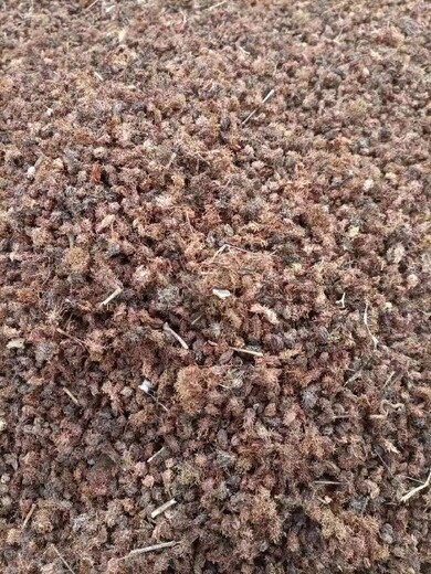 乌海沙拐枣种子如何种植
