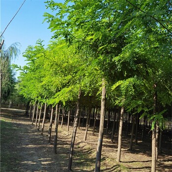 世泽园林白花刺槐,四川乐山刺槐批发