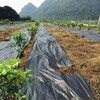 吉林茶园1米宽透水防草布