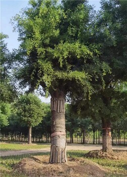 扬州80公分皂角树培育基地