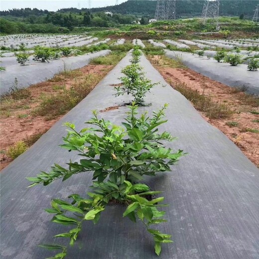 吉林药材种植1.2米宽透气渗水防草地布