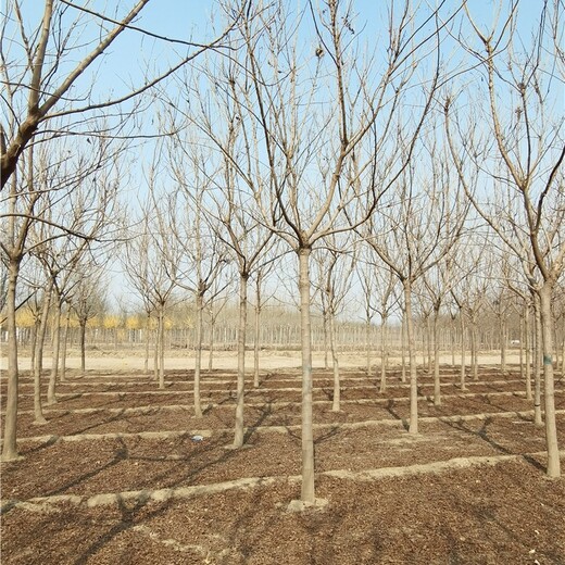 山西栾树基地,规模大