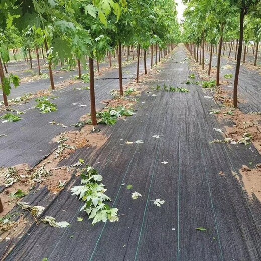 辽宁蓝莓园1.2米宽透水除草地布