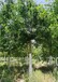 邯郸40公分皂角树种植方式