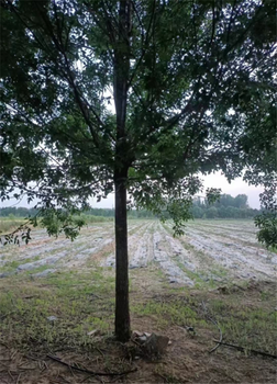 北京20公分白蜡树种植方式