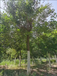 陕西17公分皂角树