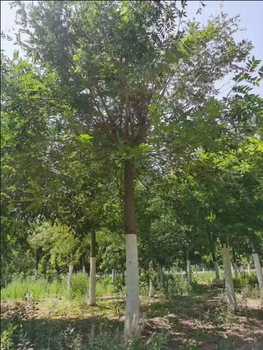 邯郸50公分皂角树怎么修剪