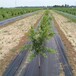 铜川市防草布8米宽盖草布葡萄园