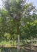 大兴16公分皂角树生长习性