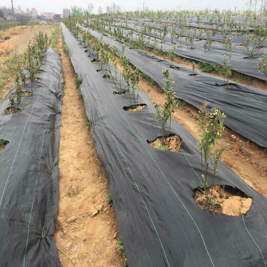 黑龙江蓝莓园1.5米宽透气防草地布