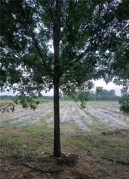 邯郸23公分白蜡树生长习性