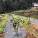 辽宁蓝莓园1米宽渗水防草布展示图