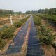 黑龙江茶园1.2米宽渗水除草地布原理图
