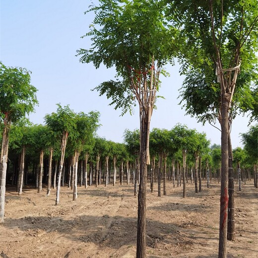 湖南娄底香花槐基地,规格全