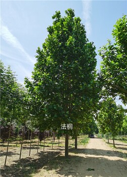 珠海25公分法桐树规格大小