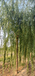 福州15公分垂柳树道路绿化树
