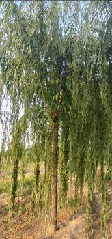 南京14公分垂柳树种植要求