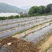 海北藏族自治州防草布1.2米宽盖草布葡萄园,90克盖草布